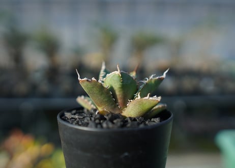アガベ　チタノタ　FO-76 Agave titanota FO-76  No.2