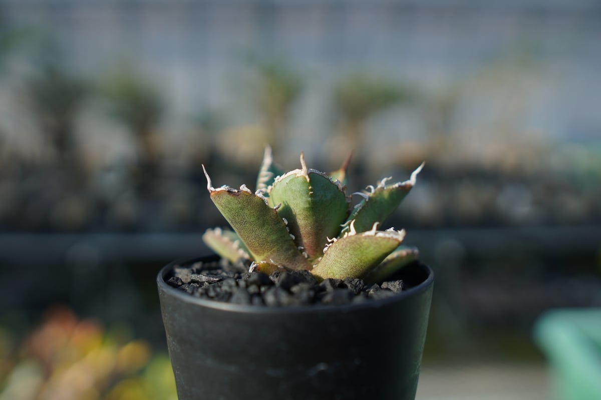 アガベ チタノタ FO-76 Agave titanota FO-76 No.2 | man アガベ チタノタ FO-76 Agave titanota FO-76 No.2 | man