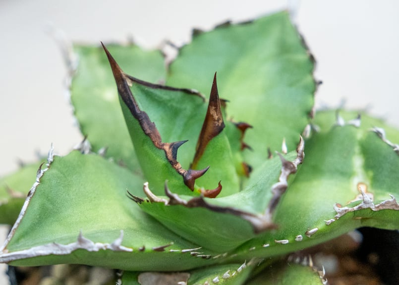 アガベ チタノタ オテロイ 沖縄実生 | mana's farm:塊根植物・アガベ