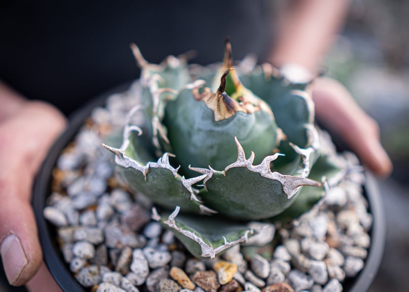 【アガベ】【コレクション株】【大株】【葉幅広】白鯨 Amazon｜アガベ チタノタ 白鯨/Agave titanota 'White Whale