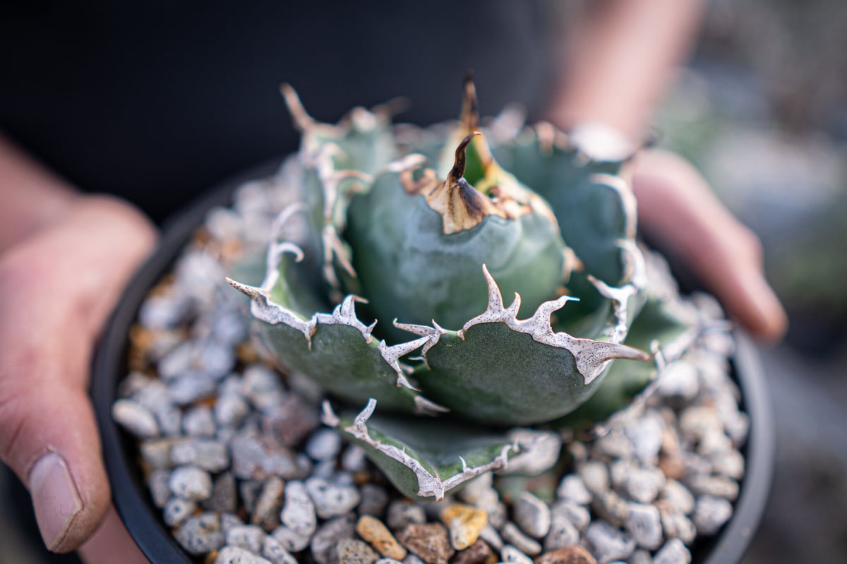 agave titanota 白鯨 ガチムチ選抜株 | mana's farm:塊根植物・ア