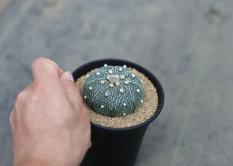 アストロフィツム　兜丸