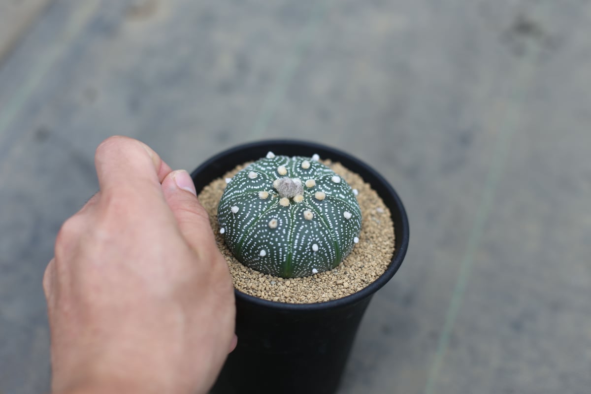 【美株】アストロフィツム兜丸 国内実生 サボテン 多肉植物 コーデックス 塊根 アストロフィツム 兜丸 | mana's farm:塊根植物・アガベ・ドライ