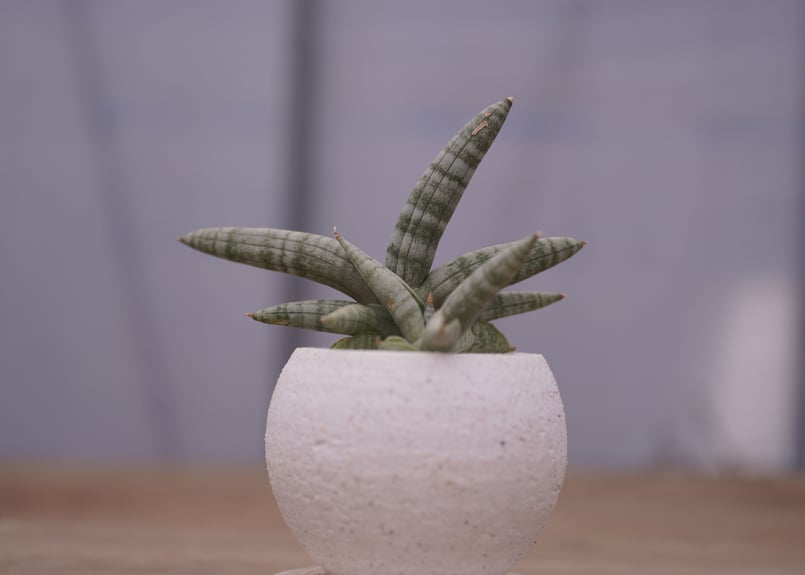 サンスベリア ボンセレンシス 斑入り サンセベリア sansevieria サンセベリア：ボンセレンシス・ドワーフ斑入り 2.5鉢植え24-01