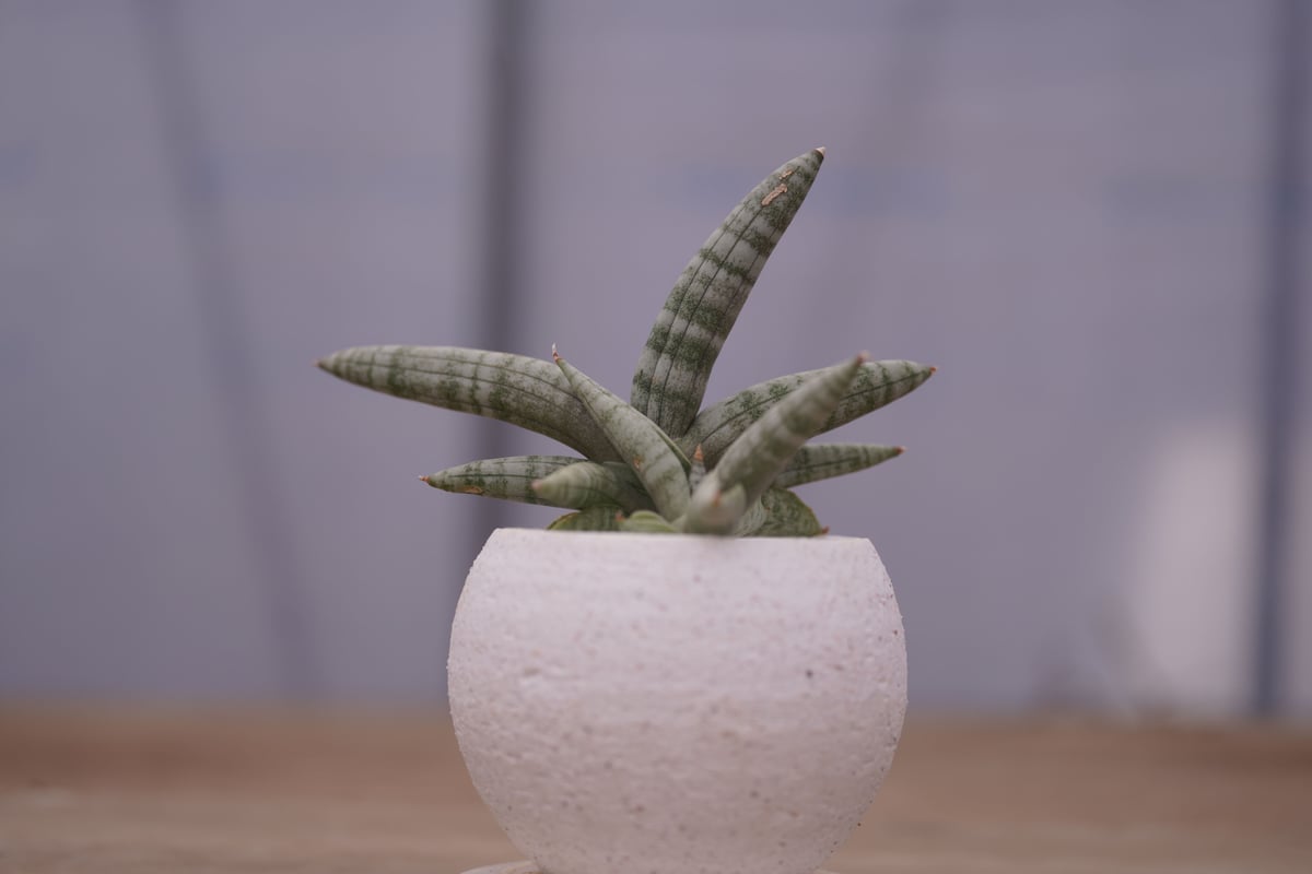 サンセベリア ボンセレンシス Sansevieria Boncellensis | mana