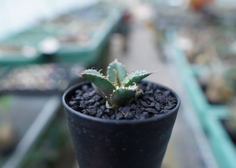 アガベ　チタノタ　FO-76　Agave titanota  FO-76　No.25