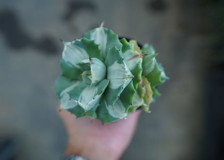 アガベ　王妃雷神錦　白中斑　Agave　“Ohi Raijin Nishiki Shironakahu”