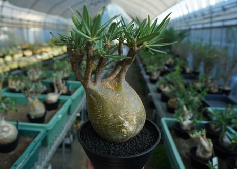 パキポディウム　グラキリス　 Pachypodium Gracilius  No.1