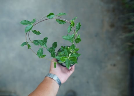 フォッケア　エデュリス　”火星人”　Fockea edulis