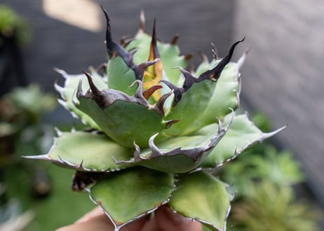 Agave ハデス 黒獄 A NO.1