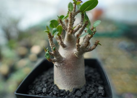 アデニウム　Adenium　No.2