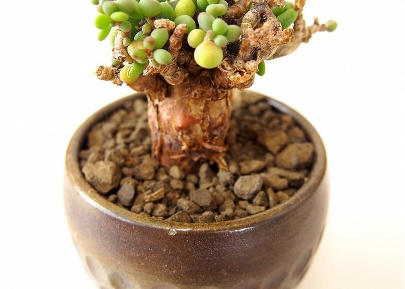 Ceraria pygmaea ケラリア・ピグマエア | mana's farm:塊根植物・ア