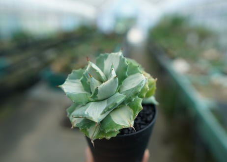 アガベ　王妃雷神錦　白中斑　Agave　“Ohi Raijin Nishiki Shironakahu”