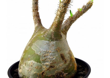 Pachypodium Gracilius パキポディウム  グラキリス  №4