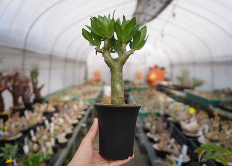 極太　チレコドン　パニクラーツス　阿房宮　塊根植物 約30cm 極太 チレコドン パニクラーツス 阿房宮 塊根植物 約30cm