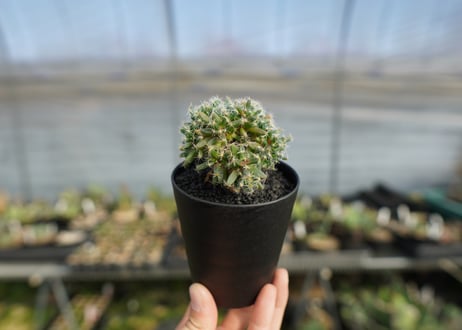 トリコディアデマ　デンサム　Trichodiadema densum  No.1