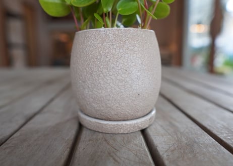 ペペロミア　Peperomia