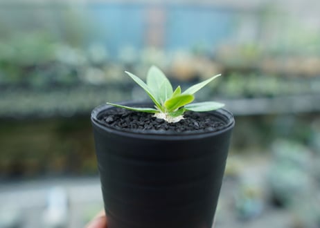 パキポディウム　恵比寿笑い　Pachypodium brevicaule　No.7