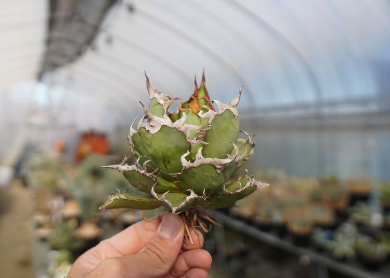 agave titanota シーザー caesar | mana's farm:塊根植物・ア