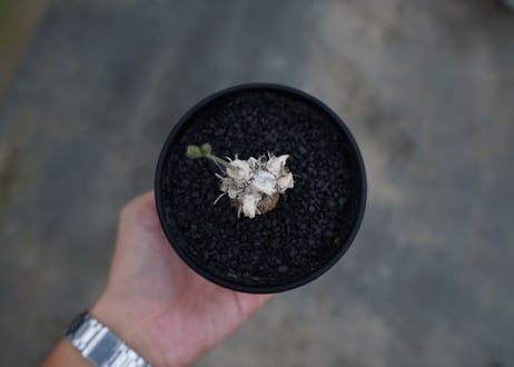 オトンナsp　スタインコフ　Othonna steinkopf　No.2