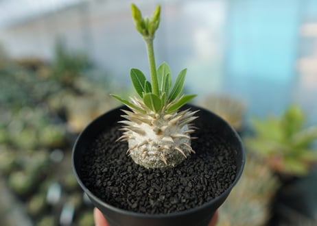 パキポディウム　恵比寿大黒　Pachypodium Densicaule　No.5