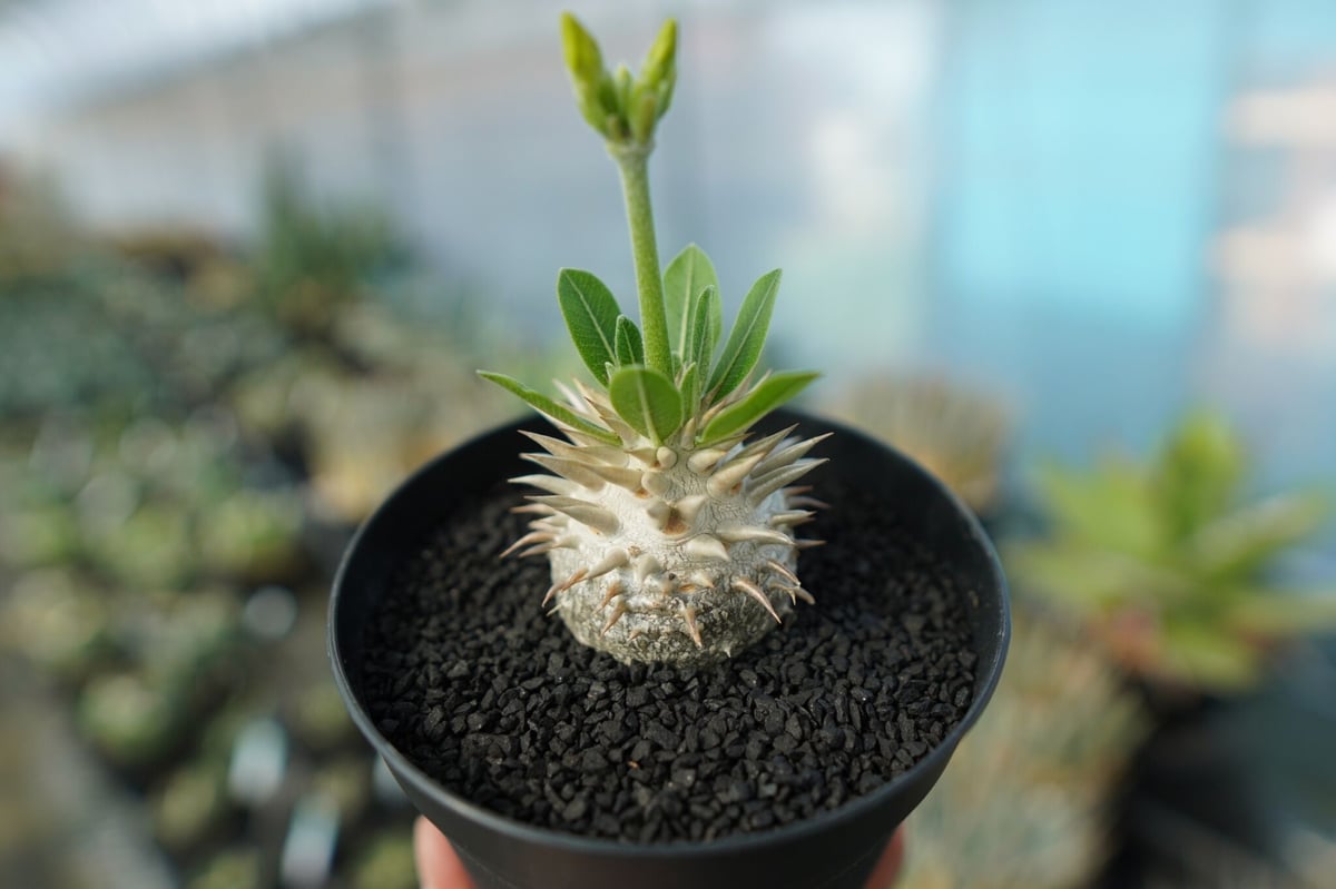 パキポディウム 恵比寿大黒　5-476 パキポディウム 恵比寿大黒 | hanayoshi-botanical パキポディウム