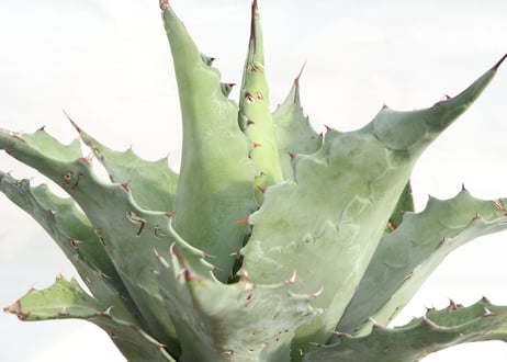 Agave ovatifolia Kelly Griffin selection