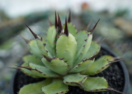 アガベ　マクロアカンサ×ポタトラム　 Agave macroacantha×potatorum　No.6