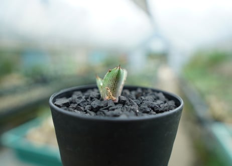 アガベ　チタノタ　萬代厳竜　Agave lophantha×titanota　No.2