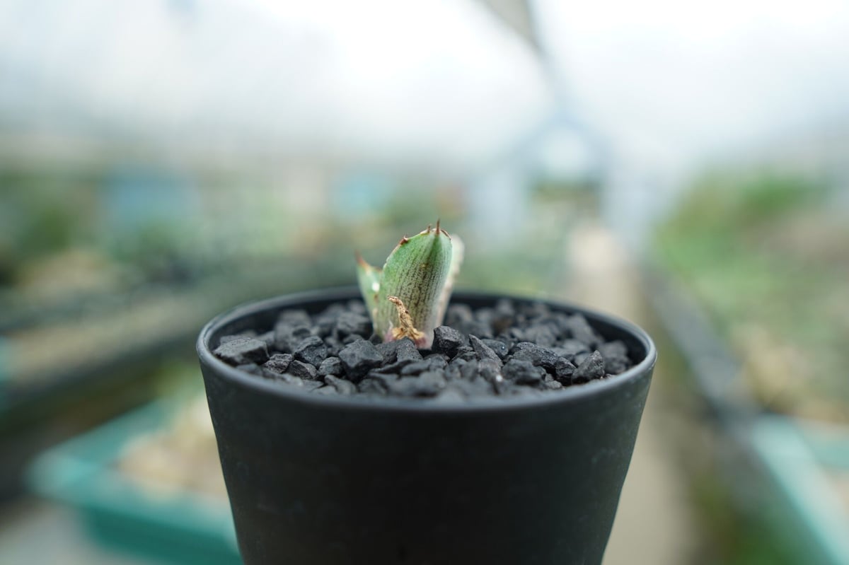 アガベ チタノタ 萬代厳竜 Agave lophantha×titanota No.2 | m アガベ チタノタ 萬代厳竜 Agave lophantha×titanota No.2 | m