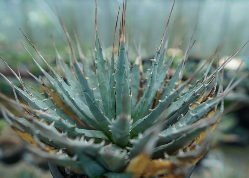 アガベ ユタエンシス Agave uthaensis No.5 | mana's farm:塊