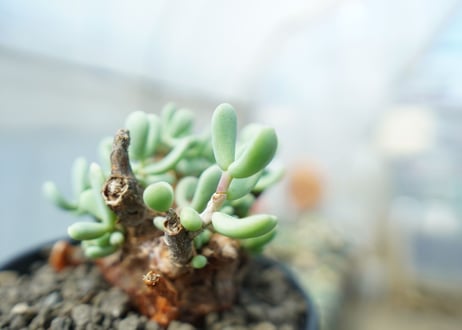 ケラリア　ピグマエア　Ceraria pygmaea 　No.5