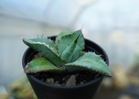アガベ　チタノタ　ブルー　Agave titanota Blue 　NO.3