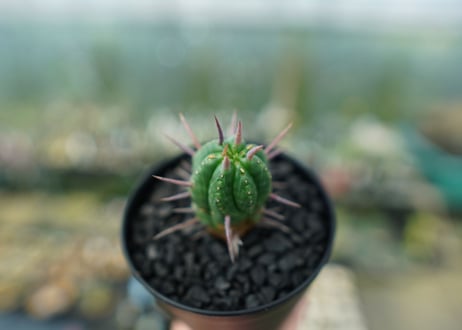 ユーフォルビア　フェロックス　Euphorbia ferox