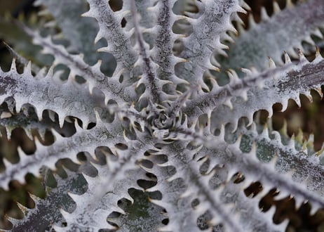 Dyckia Crystalboy