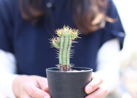 ユーフォルビア　黄彩閣