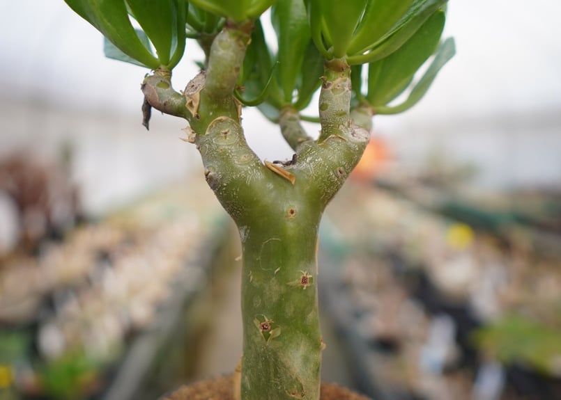絶好調　チレコドン　パニクラツム　阿房宮　塊根植物　観葉植物　観葉植物　観葉植物　塊根植物　多肉植物　ビザールプランツ　レアプランツ　ガーデニング　植物　グリーン　趣味　盆栽　葉　花　庭　草　インテリア　おしゃれ　飾り　園芸　　塊根植物　多肉植物　ビザールプランツ　レアプランツ　ガーデニング　植物　グリーン　趣味　盆栽　葉　花　庭　草 園芸ネット本店｜チレコドン：パニキュラータス 阿房宮 4号 の通販【公式】