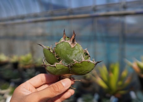 agave　titanota　ブラックアンドブルー　No.11