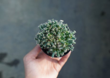 トリコディアデマ　デンサム　Trichodiadema densum  No.1