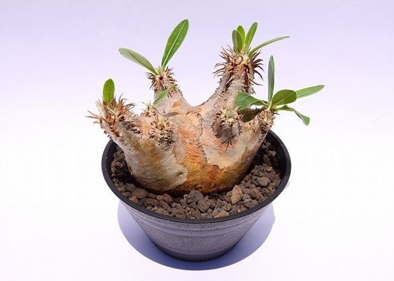 Pachypodium eburneum パキポディウム エブレネウム | mana's fa