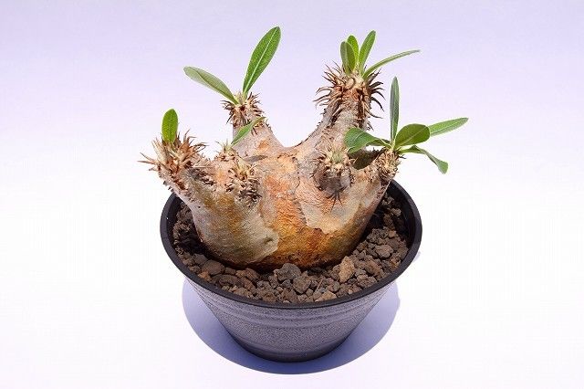 パキポディウム エブレネウム Pachypodium eburneum ① Pachypodium eburneum パキポディウム エブレネウム | mana's fa