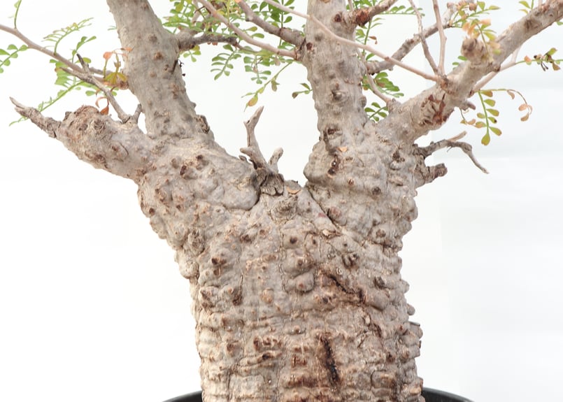 オペルクリカリア パキプス no.8 | mana's farm:塊根植物・アガベ