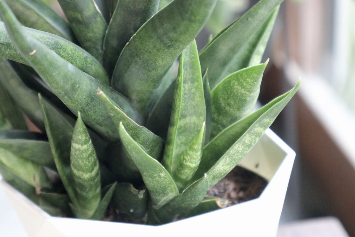 サンスベリア マライカ | mana's farm:塊根植物・アガベ・ドライ