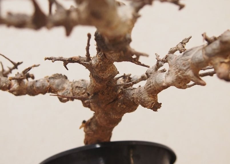白*川様 E0526 コミフォラ エイル Commiphora sp.Ely 大