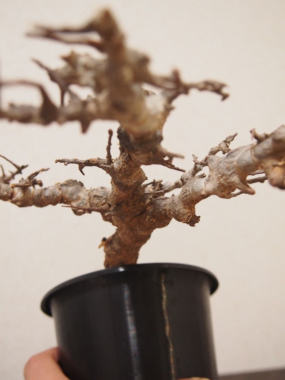 コミフォラ エイル Commiphora sp. Somalia Eyl | mana's g コミフォラ エイル Commiphora sp. Somalia Eyl | mana's g