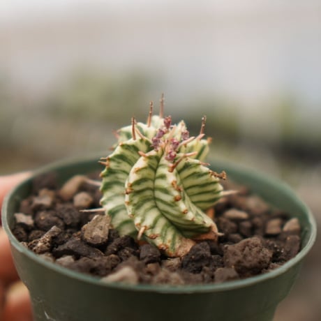 メロフォルミス | STORES