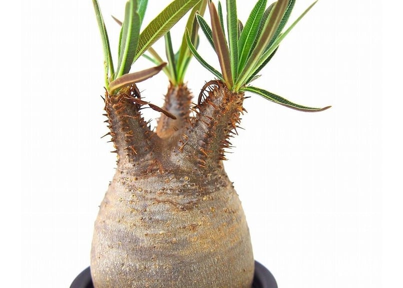Pachypodium Gracilius パキポディウム グラキリス №11 littl Pachypodium Gracilius パキポディウム グラキリス №11 littl