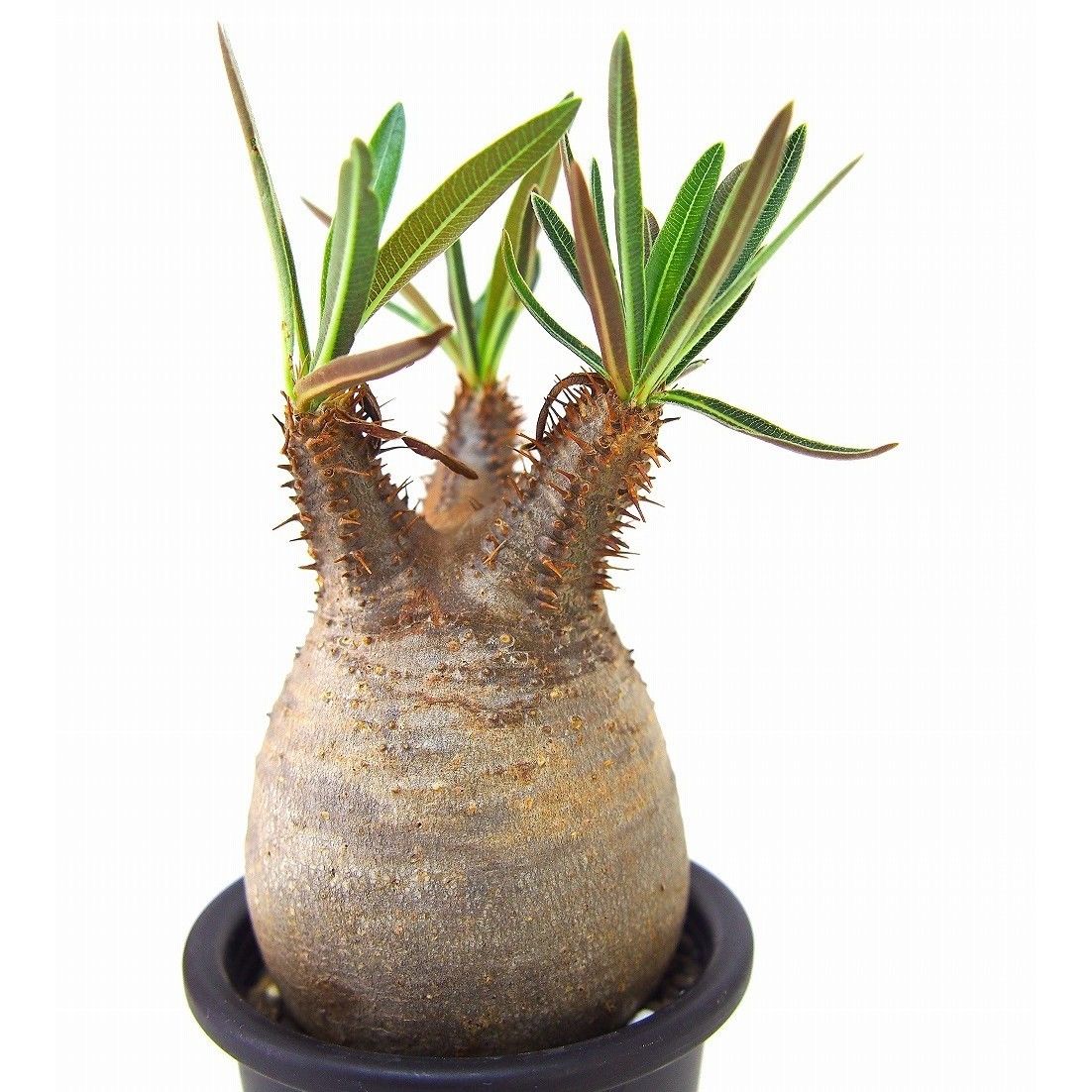 GIRUVI Pachypodium Gracilius グラキリス GIRUVI Pachypodium Gracilius グラキリス Pachypodium