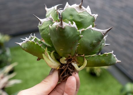 Agave titanota dwarf 姫厳龍 B NO.2