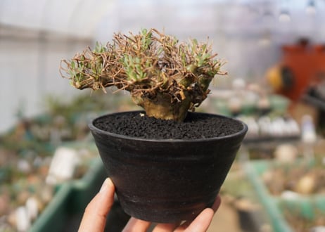 【発根済み】オトンナ・ユーフォルビオイデス　Othonna euphorbioides　No.1